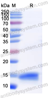 Валидация AntibodySystem YHD97801