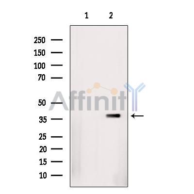 Валидация Affinity AF5419 - 3065