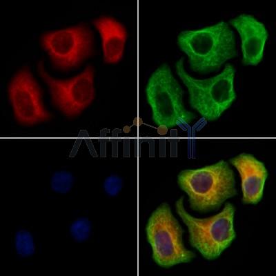 Валидация Affinity DF9956 - 22974