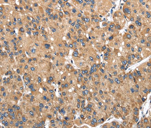 Валидация Elabscience E-AB-15237