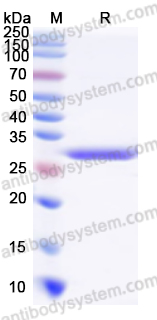 Валидация AntibodySystem YXX24301