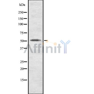 Валидация Affinity DF8138 - 19992