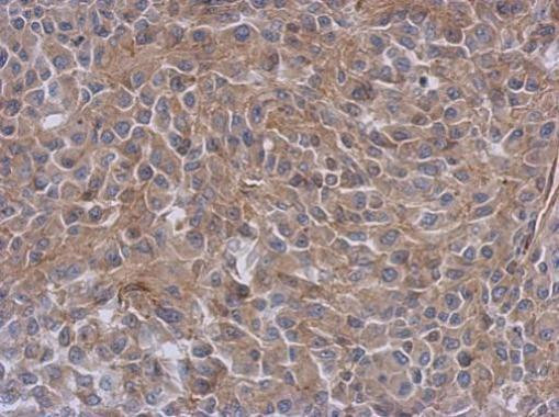 Валидация AssayVector ARM2632(4865)