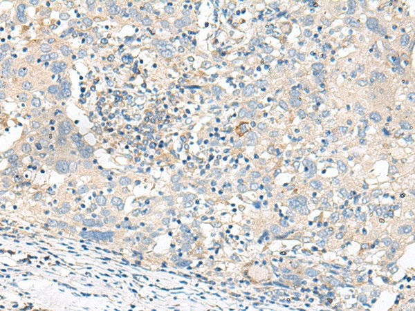 Валидация Elabscience E-AB-17989