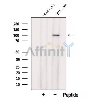 Валидация Affinity DF12798 - 7491