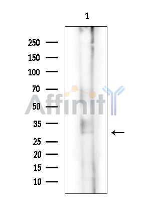 Валидация Affinity DF9330 - 21807