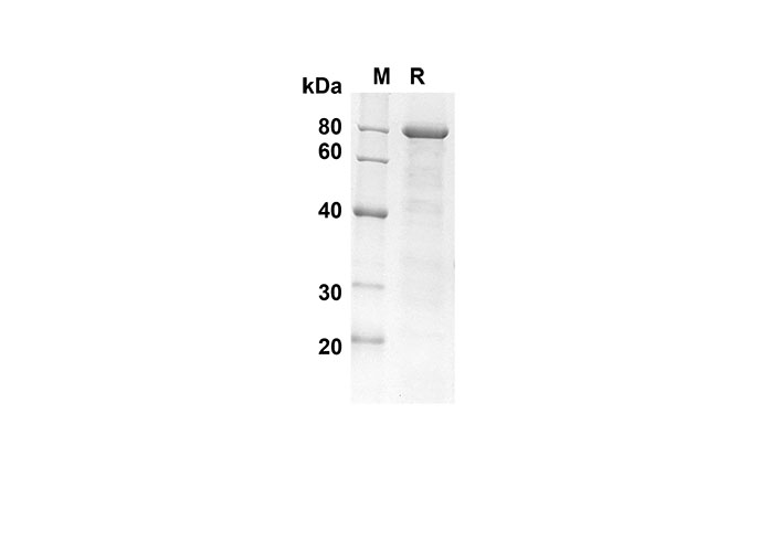 Валидация Elabscience PDEH100568(80)