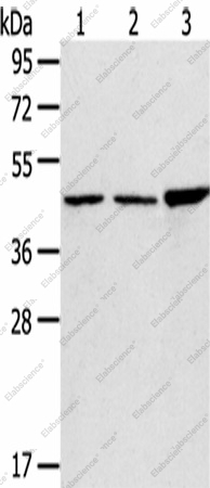 Вестерн-блоттинг, PLIN3, клетки 293T, 231 и HeLa