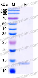 EHD36902, SDS-PAGE