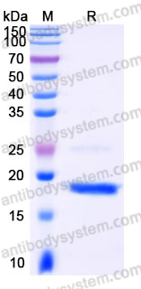 YHH20701, SDS-PAGE