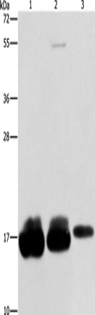 Валидация Elabscience E-AB-10850