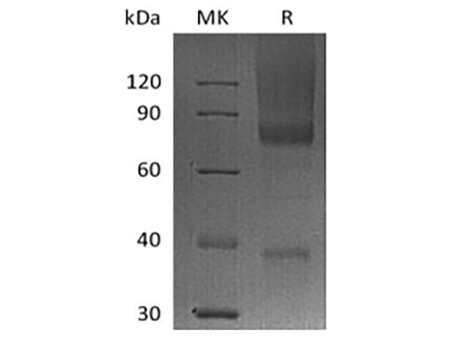 Валидация Elabscience PKSH033852(4087)