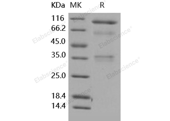 Валидация Elabscience PKSH031681(2326)