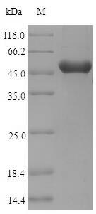 SDS-PAGE