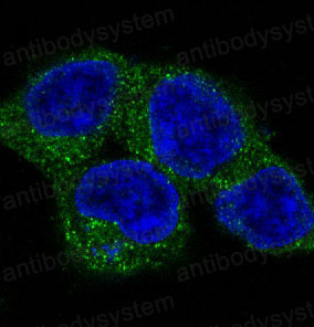 Валидация IF - AntibodySystem RHB18102
