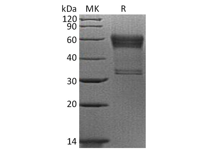 Валидация Elabscience PKSH033786(4057)