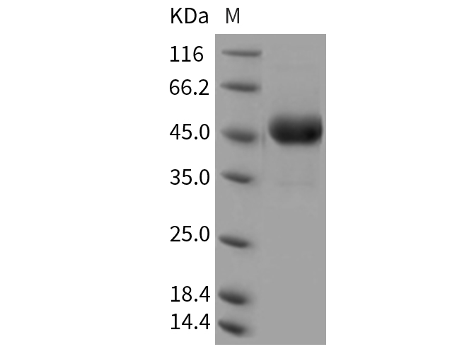 Валидация Elabscience PKSR030177(5540)