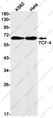 Вестерн-блоттинг, TCF-4, клетки K562 и HeLa