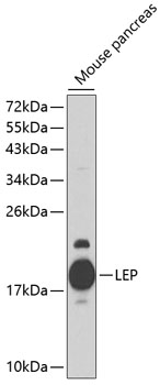 Валидация Elabscience E-AB-62815