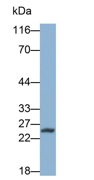 32567