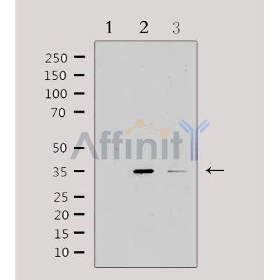 Валидация Affinity DF3603 - 14571