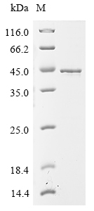 SDS-PAGE