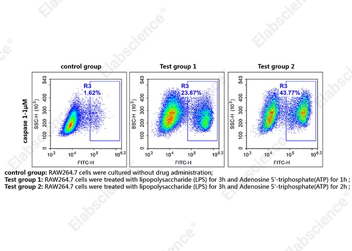 Валидация Elabscience E-CK-A481 - 155