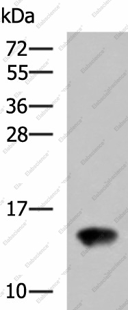 Вестерн-блоттинг, FAM19A4, ткань почки крысы