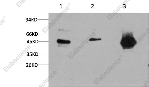 Вестерн-блоттинг, GSK3 beta, клетки HeLa, 3T3 и ткань мозга крысы