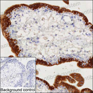 Валидация AntibodySystem RHA42304