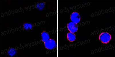 Валидация IF - AntibodySystem RHC13105