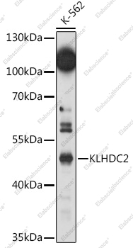 Вестерн-блоттинг, KLHDC2, клетки K-562