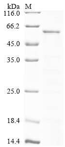 SDS-PAGE