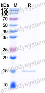 Валидация SDS-PAGE - AntibodySystem RHE07603