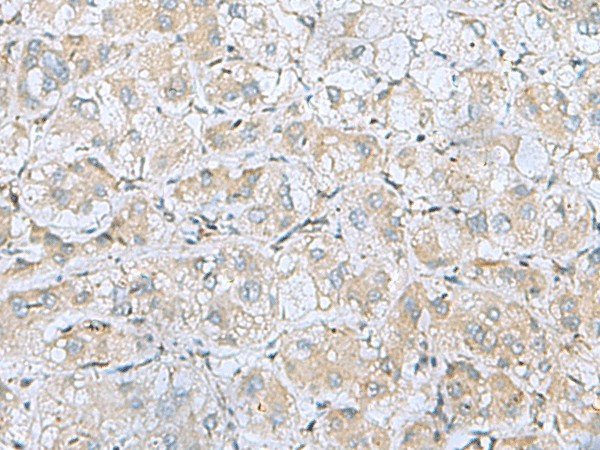 Валидация Elabscience E-AB-18244