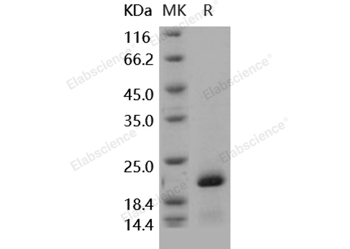 Валидация Elabscience PKSH031711(2352)