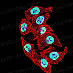 Валидация IF - AntibodySystem RHE91303