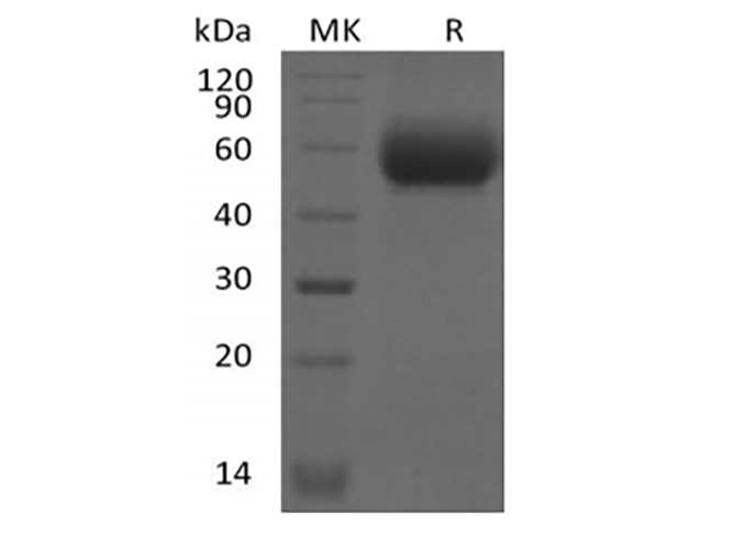 Валидация Elabscience PKSM041403(5279)