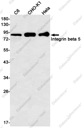 Вестерн-блоттинг, Integrin beta 5, клетки C6, CHO-K1, HeLa