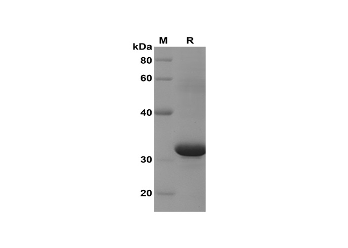 Валидация Elabscience PDEM100193(542)