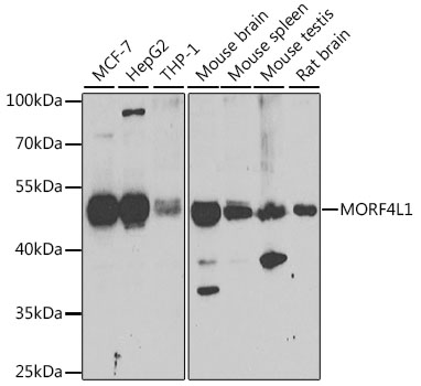 Валидация Elabscience E-AB-61505