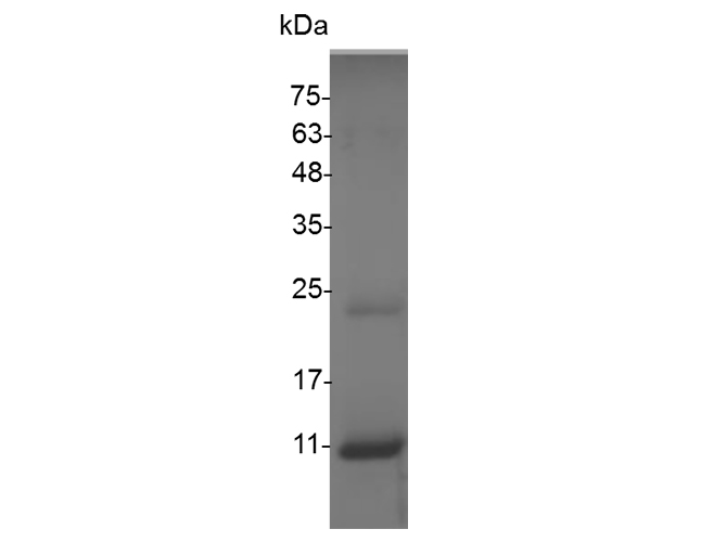 Валидация Elabscience PKSS000022(5875)