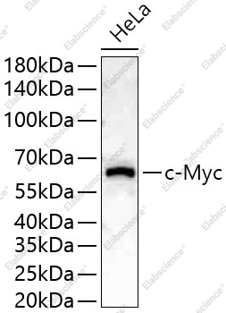 Вестерн-блоттинг, c-Myc, клетки HeLa