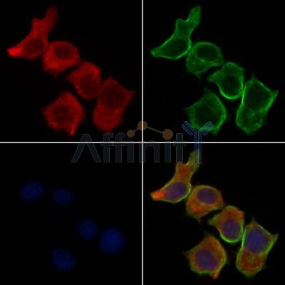 Валидация Affinity DF6889 - 18480