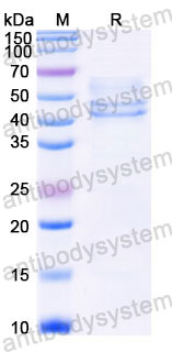 AHC27705, SDS-PAGE