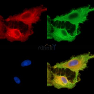 Валидация Affinity DF15185 - 11457