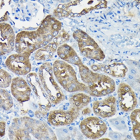 Иммуногистохимия, Nesprin 1, ткань почки мыши