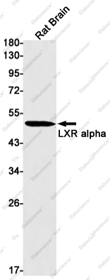 Вестерн-блоттинг, LXR alpha, лизат мозга крысы