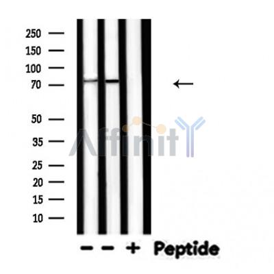 Валидация Affinity DF4789 - 16520