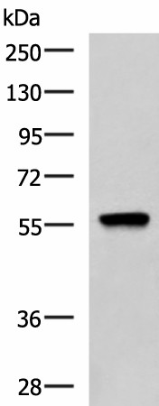 Валидация Elabscience E-AB-52119
